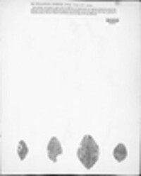 Phyllosticta robergei image